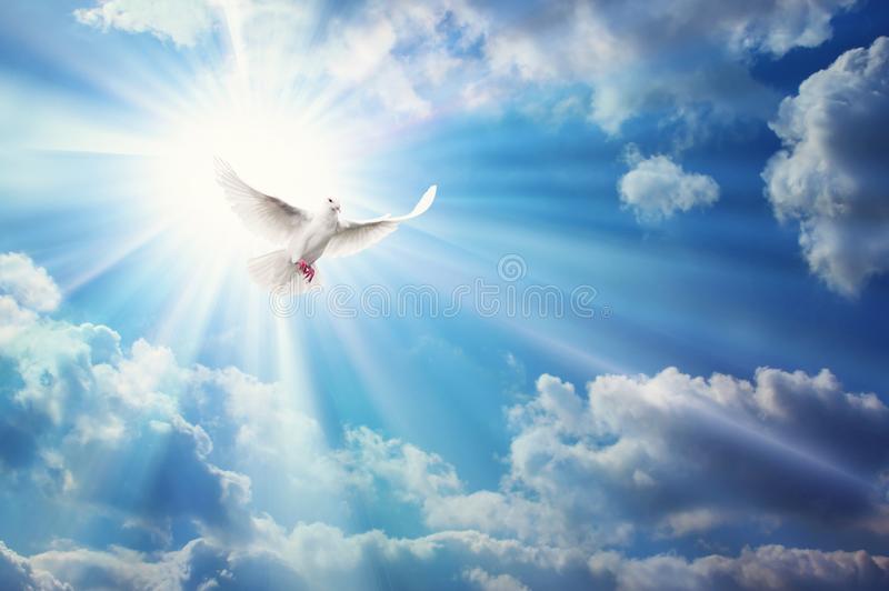 This image has an empty alt attribute; its file name is white-dove-blue-sky-bright-sun-rays-light.jpg